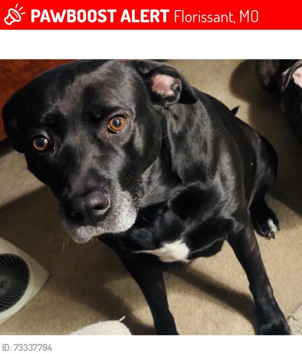 Lost Female Dog last seen Parkton place/old jamestown rd, Florissant, MO 63033
