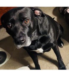 Lost Female Dog last seen Parkton place/old jamestown rd, Florissant, MO 63033