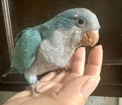 Lost Male Bird last seen Monsoon rd, Albuquerque, NM 87120