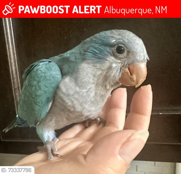 Lost Male Bird last seen Monsoon rd, Albuquerque, NM 87120