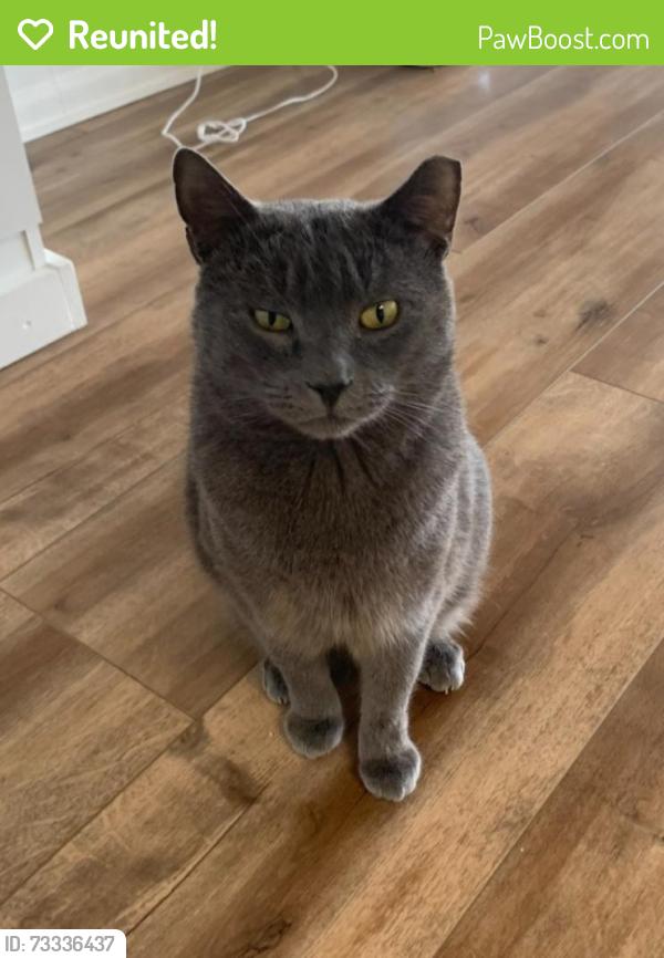 Reunited Male Cat last seen Near Washington Avenue, Montclair NJ, Montclair, NJ 07042