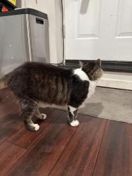 Reunited Male Cat last seen Richmond rd, Staten Island, NY 10304