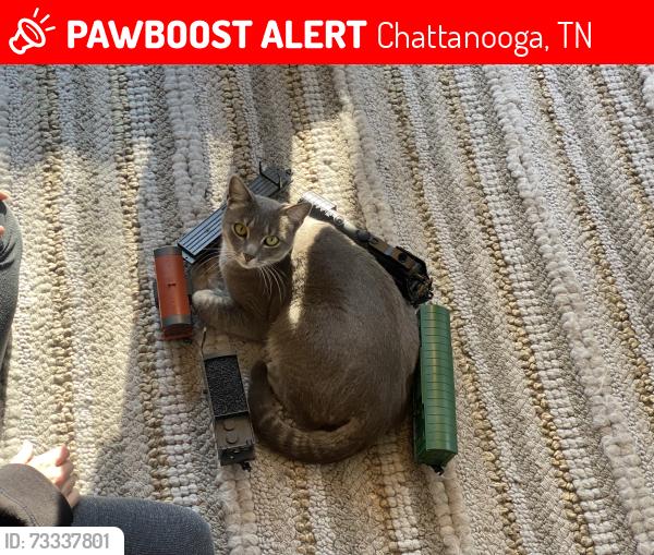 Lost Female Cat last seen Oakdale and ringgold rd, spring creek elementary, Chattanooga, TN 37412