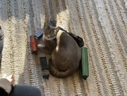 Lost Female Cat last seen Oakdale and ringgold rd, spring creek elementary, Chattanooga, TN 37412
