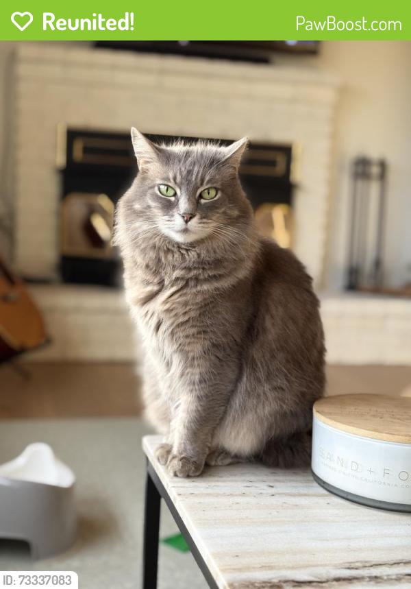 Reunited Female Cat last seen Rodriguez St and Juan Pablo Ln, Santa Cruz, CA 95062