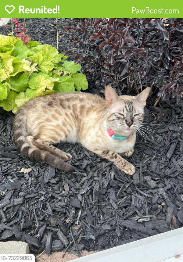 Reunited Female Cat last seen US 66 and Sara Rd, Yukon, OK 73099