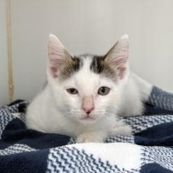 Shelter Stray Male Cat last seen , , CA, 1101 29th Ave, Oakland, CA 94601, USA