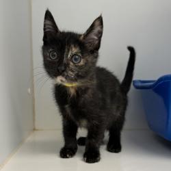 Shelter Stray Female Cat last seen Near 12th St, Oakland,, 1101 29th Ave, Oakland, CA 94601, USA