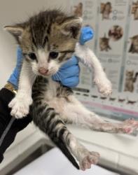 Shelter Stray Female Cat last seen Near Walnut St, Oakland, CA, 1101 29th Ave, Oakland, CA 94601, USA