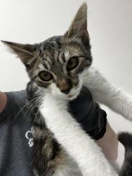Shelter Stray Male Cat last seen PETER A MCCUEN BLVD at BLECKELY ST, Rancho Cordova, CA, 6201 Florin Perkins Rd, Sacramento, CA 95828, USA