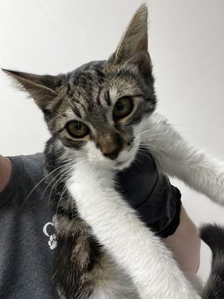 Shelter Stray Male Cat last seen PETER A MCCUEN BLVD at BLECKELY ST, Rancho Cordova, CA, 6201 Florin Perkins Rd, Sacramento, CA 95828, USA