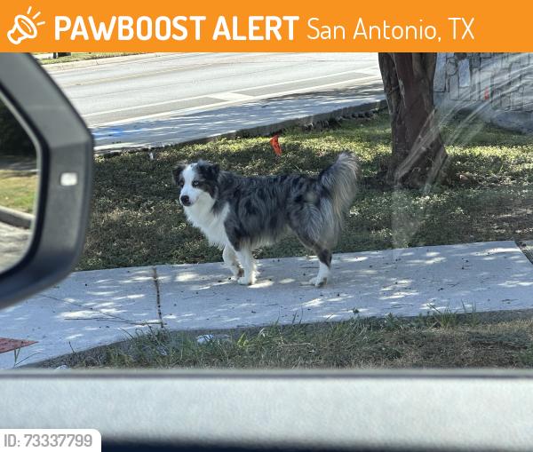 Found/Stray Unknown Dog last seen Seen outside of the Lakeview gate by Plaza Lake and Waters Edge at 11:04AM Wednesday Sept 02, San Antonio, TX 78245