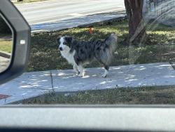 Found/Stray Unknown Dog last seen Seen outside of the Lakeview gate by Plaza Lake and Waters Edge at 11:04AM Wednesday Sept 02, San Antonio, TX 78245