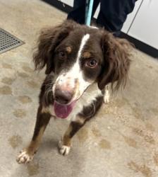 Shelter Stray Male Dog last seen Near Force, 4th District, OH, 9203 Detroit Ave, Cleveland, OH 44102, USA