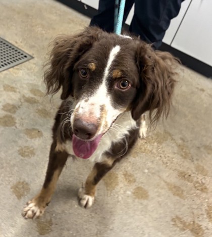 Shelter Stray Male Dog last seen Near Force, 4th District, OH, 9203 Detroit Ave, Cleveland, OH 44102, USA