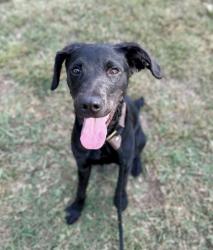 Shelter Stray Female Dog last seen Near Twin Falls Road, Decatur 30032, 30032, GA, 3280 Chamblee Dunwoody Rd, Chamblee, GA 30341, USA