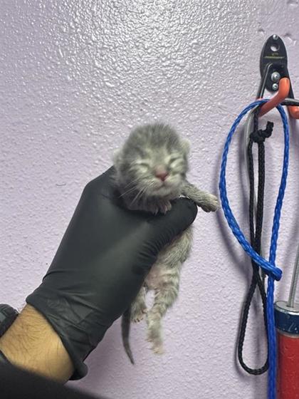 Shelter Stray Unknown Cat last seen Near Oslo Dr, Socorro, TX, 5001 Fred Wilson Ave, El Paso, TX 79906, USA