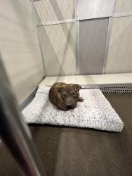 Shelter Stray Female Dog last seen E Jefferson Ave & S Buttonwillow Ave, Reedley Zone Fresno CO 4 93654, CA, 1510 W Dan Ronquillo Dr, Fresno, CA 93706, USA