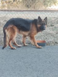 Found/Stray Male Dog last seen Turner, Lodi, CA 95240