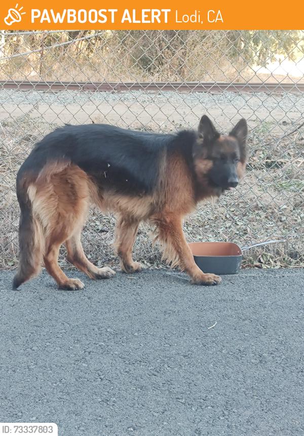 Found/Stray Male Dog last seen Turner, Lodi, CA 95240