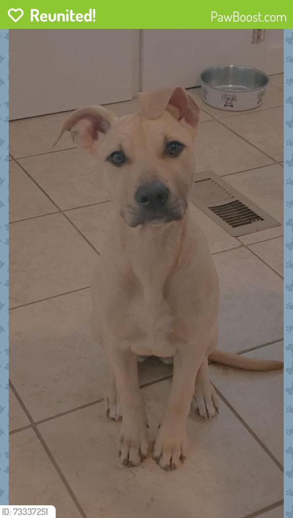 Reunited Female Dog last seen Near Víctor Hill rd, Greer, SC 29651