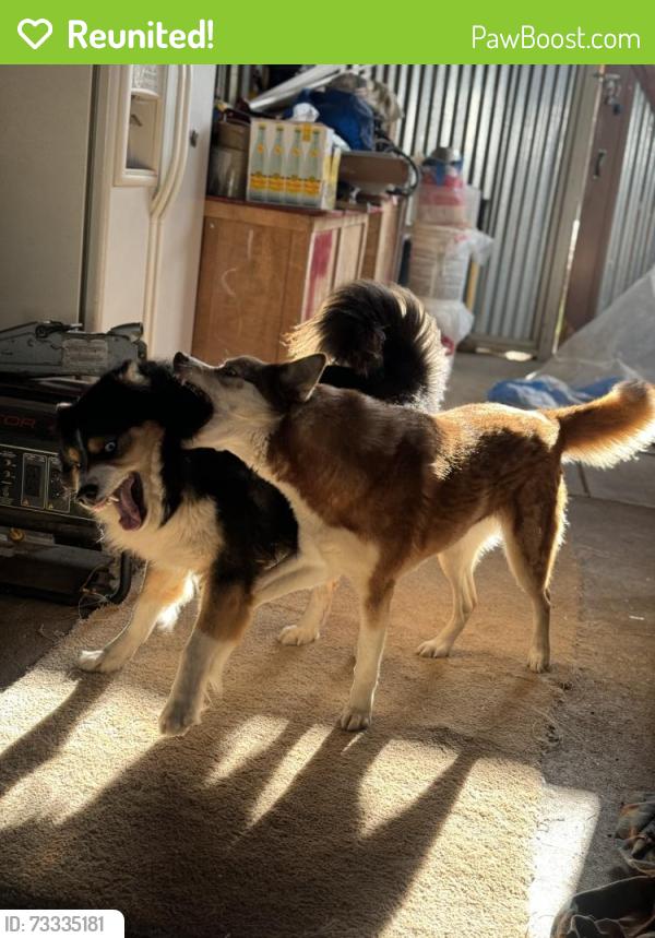 Reunited Female Dog last seen E Street and second street Empire, Empire, CA 95357