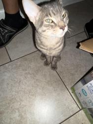 Reunited Male Cat last seen Ashton circle, Fredericksburg, Spotsylvania County, VA 22407