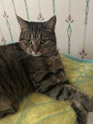 Lost Female Cat last seen Keats and browndale, Richmond Hill, ON L4C 3J3