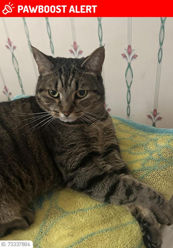 Lost Female Cat last seen Keats and browndale, Richmond Hill, ON L4C 3J3