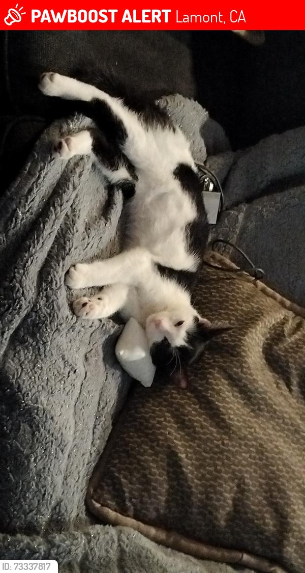 Lost Female Cat last seen Near Bonita Rd, Lamont, CA 93241, Lamont, CA 93241