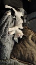 Lost Female Cat last seen Near Bonita Rd, Lamont, CA 93241, Lamont, CA 93241