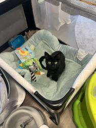 Reunited Male Cat last seen Fox Run and Prairie, Algonquin, IL 60102
