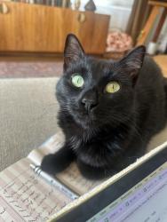 Lost Male Cat last seen W redwood and union st, San Diego, CA 92103