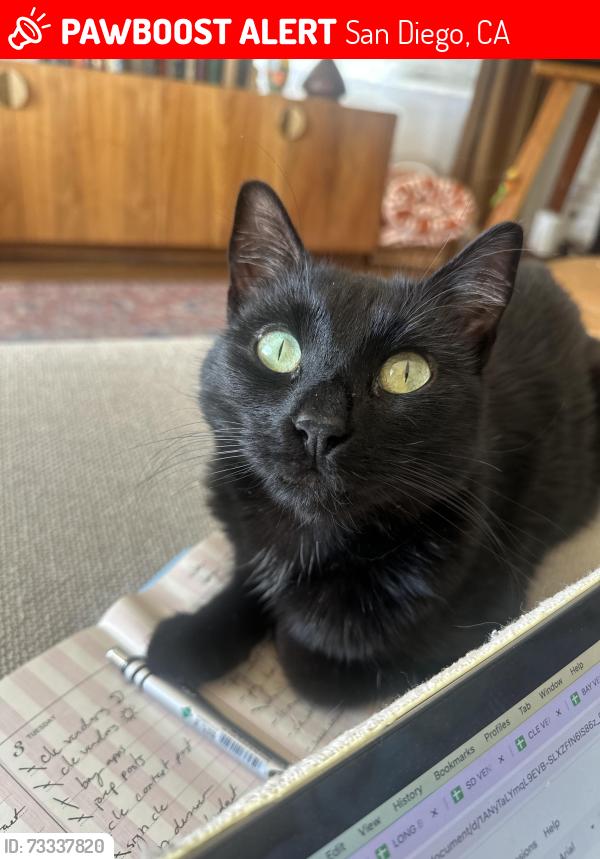 Lost Male Cat last seen W redwood and union st, San Diego, CA 92103
