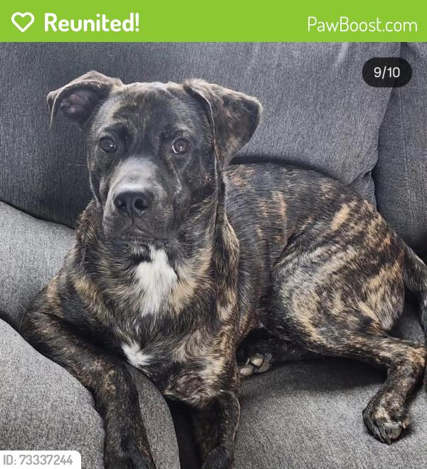 Reunited Male Dog last seen Near Víctor Hill rd, Greer, SC 29651