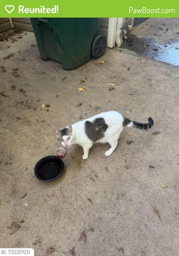 Reunited Unknown Cat last seen food lion lyman, Wellford, SC 29385