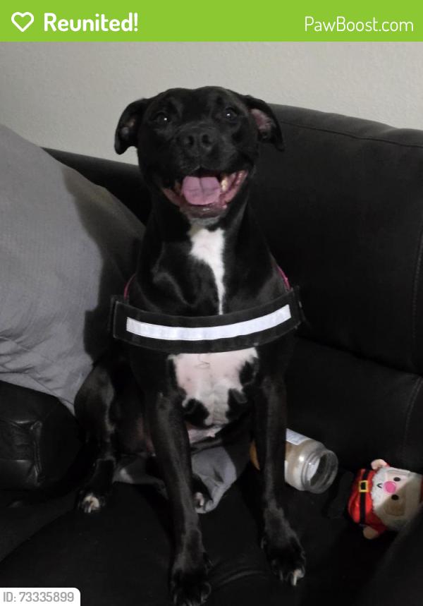 Reunited Female Dog last seen Othello park, Seattle, WA 98118