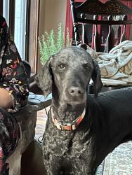 Lost Male Dog last seen Highway 64 West, Lawrenceburg, TN 38464