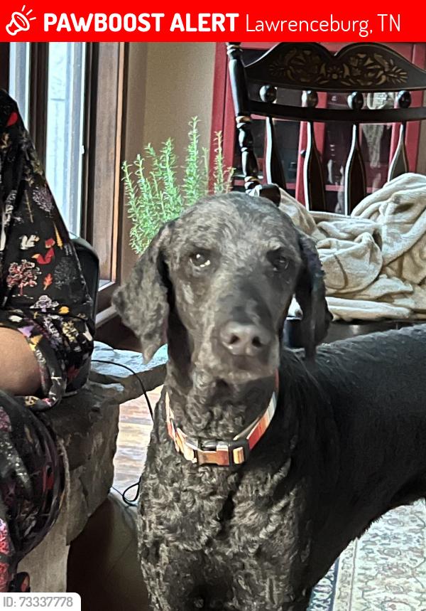 Lost Male Dog last seen Highway 64 West, Lawrenceburg, TN 38464