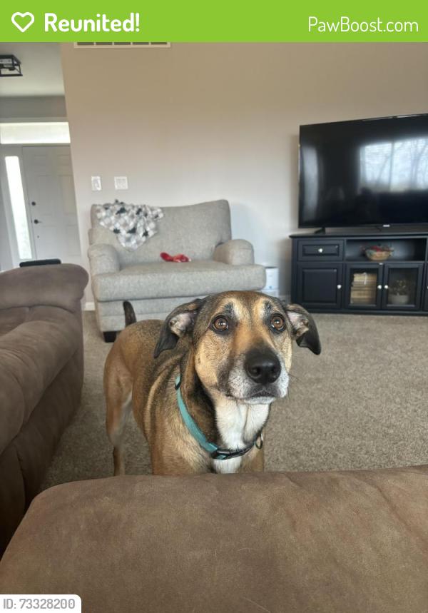 Reunited Female Dog last seen Reigert Rd and Rt 4, Hamilton, OH 45011