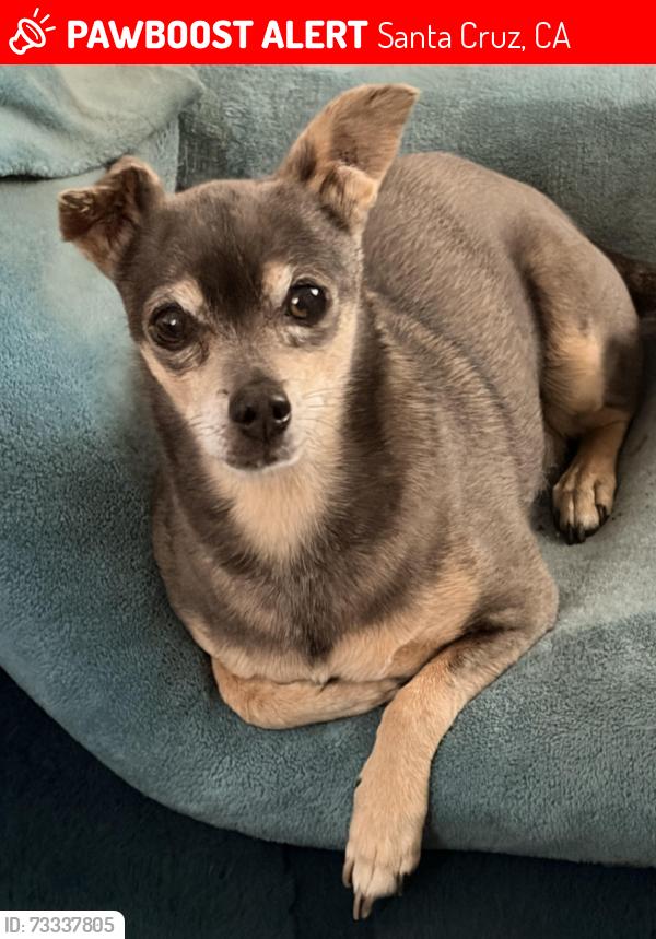 Lost Male Dog last seen Grant Park and Plymouth Street, Santa Cruz, CA 95060