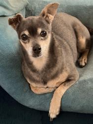 Lost Male Dog last seen Grant Park and Plymouth Street, Santa Cruz, CA 95060