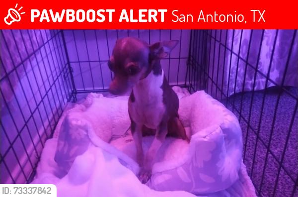Lost Female Dog last seen Near n loop 1604, San Antonio, TX 78258