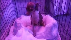 Lost Female Dog last seen Near n loop 1604, San Antonio, TX 78258