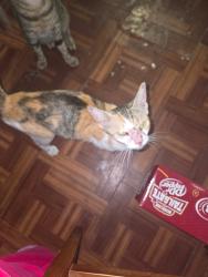 Lost Female Cat last seen 166th St and 5th Avenue, Miami, FL 33162