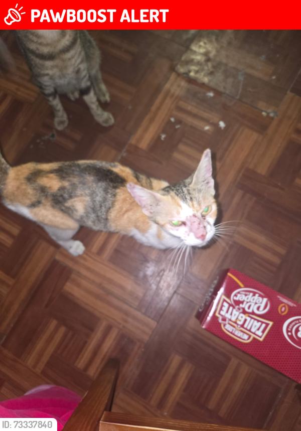 Lost Female Cat last seen 166th St and 5th Avenue, Miami, FL 33162