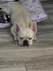 Found/Stray Female Dog last seen Dont remember, Miami, FL 33142