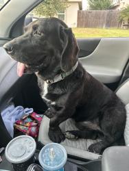 Found/Stray Male Dog last seen North Mcoll, Edinburg, TX 78539