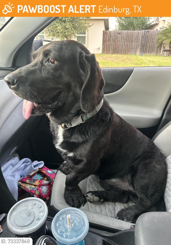 Found/Stray Male Dog last seen North Mcoll, Edinburg, TX 78539
