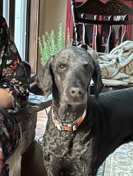 Lost Male Dog last seen Highway 64, Lawrenceburg, TN 38464